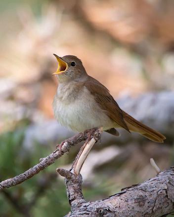 Le mâle commence à chanter lors de sa migration vers son lieu de reproduction.